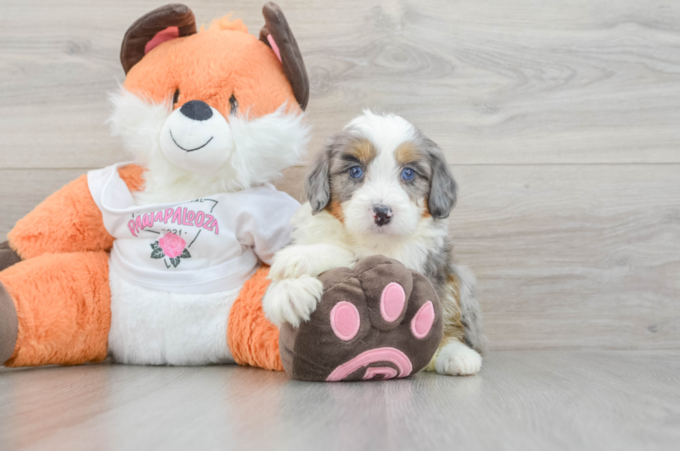 5 week old Mini Bernedoodle Puppy For Sale - Florida Fur Babies