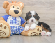7 week old Mini Bernedoodle Puppy For Sale - Florida Fur Babies
