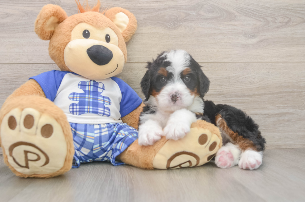 5 week old Mini Bernedoodle Puppy For Sale - Florida Fur Babies