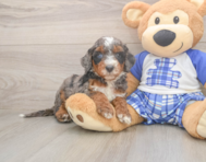 6 week old Mini Bernedoodle Puppy For Sale - Florida Fur Babies