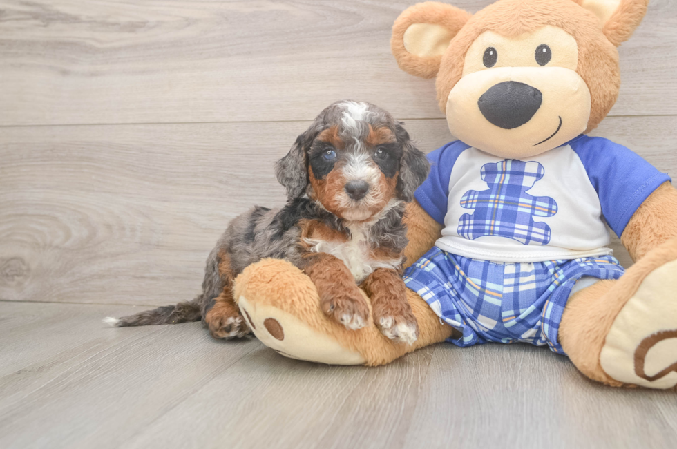 5 week old Mini Bernedoodle Puppy For Sale - Florida Fur Babies