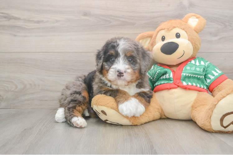 Mini Bernedoodle Pup Being Cute