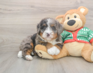 6 week old Mini Bernedoodle Puppy For Sale - Florida Fur Babies