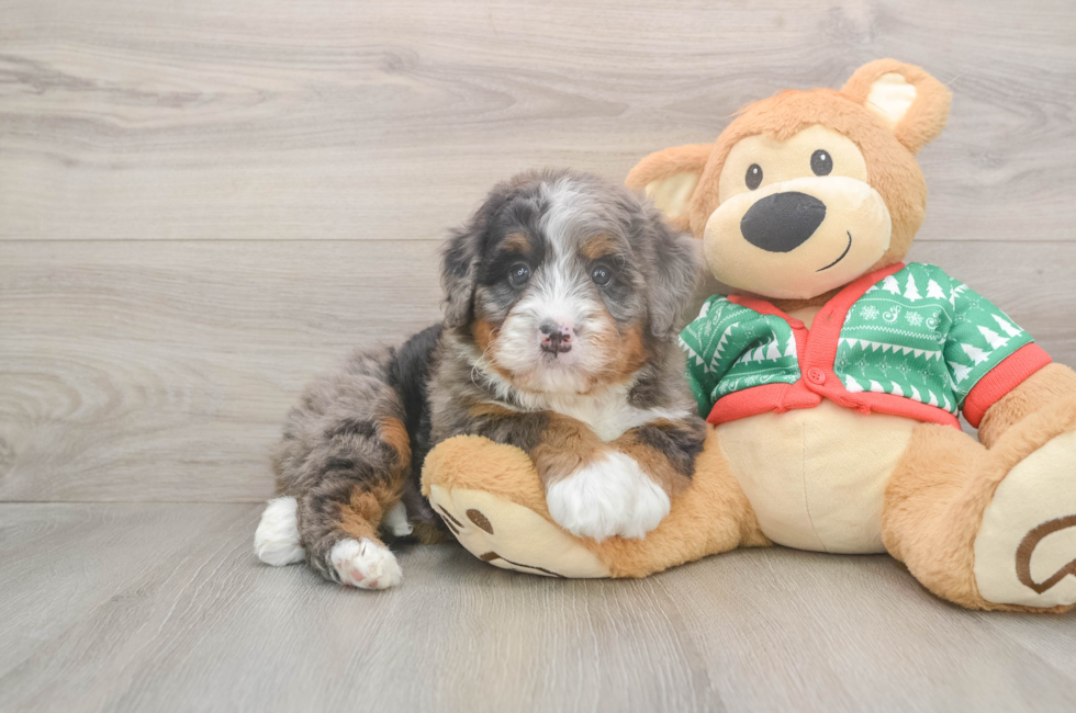6 week old Mini Bernedoodle Puppy For Sale - Florida Fur Babies