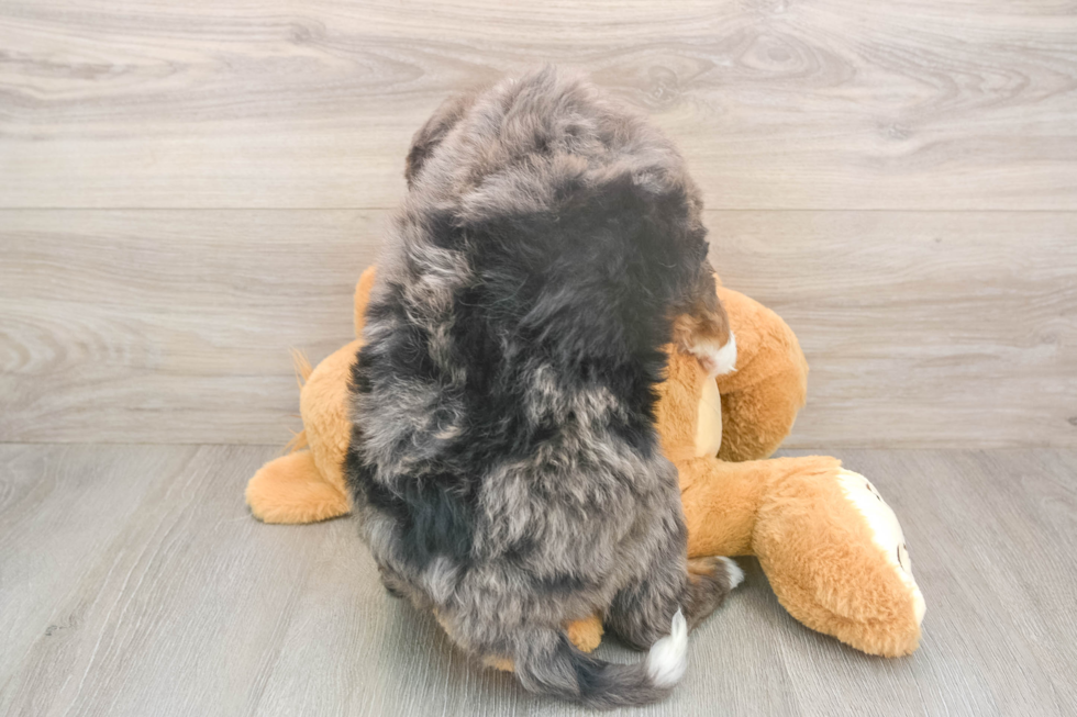 Energetic Bernadoodle Poodle Mix Puppy