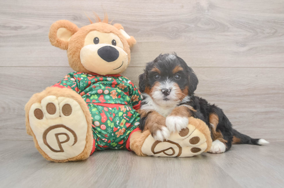 6 week old Mini Bernedoodle Puppy For Sale - Florida Fur Babies