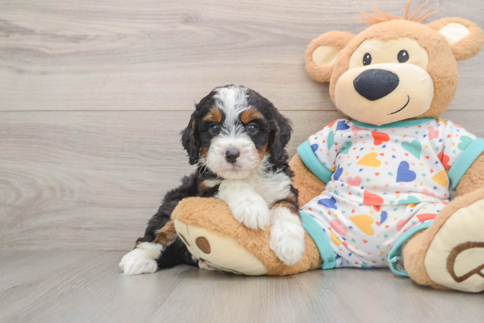Mini Bernedoodle Puppy for Adoption