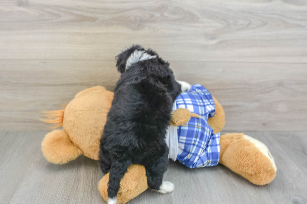 Mini Bernedoodle Pup Being Cute