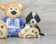 7 week old Mini Bernedoodle Puppy For Sale - Florida Fur Babies