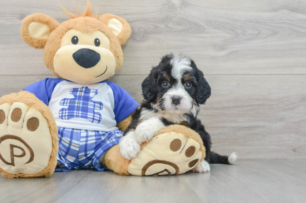 6 week old Mini Bernedoodle Puppy For Sale - Florida Fur Babies