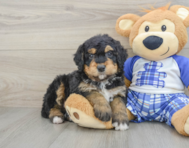 7 week old Mini Bernedoodle Puppy For Sale - Florida Fur Babies