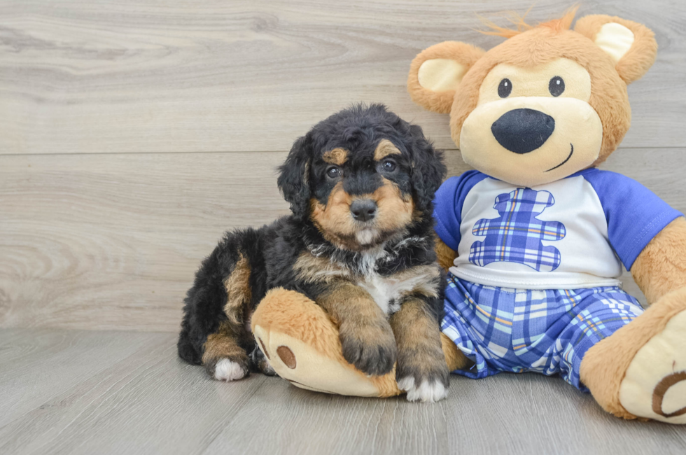 6 week old Mini Bernedoodle Puppy For Sale - Florida Fur Babies