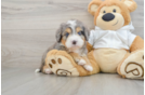 Best Mini Bernedoodle Baby