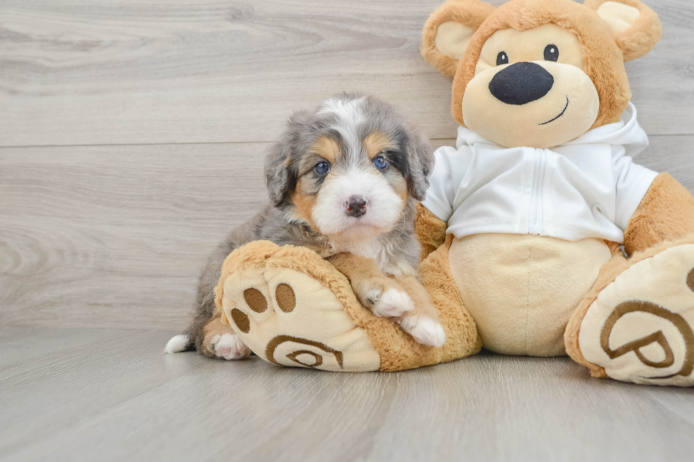 Best Mini Bernedoodle Baby