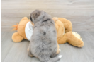 Mini Bernedoodle Puppy for Adoption