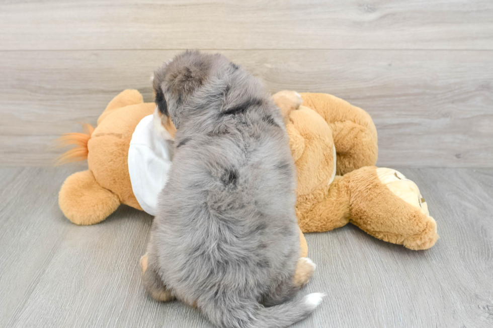 Mini Bernedoodle Puppy for Adoption