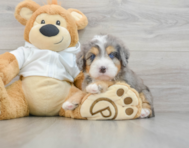 7 week old Mini Bernedoodle Puppy For Sale - Florida Fur Babies