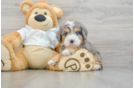 Energetic Mini Berniedoodle Poodle Mix Puppy