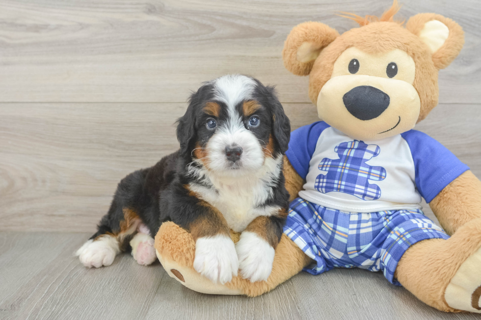 Funny Mini Bernedoodle Poodle Mix Pup