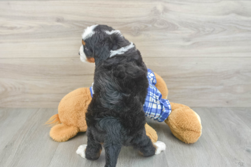 Sweet Mini Bernedoodle Baby