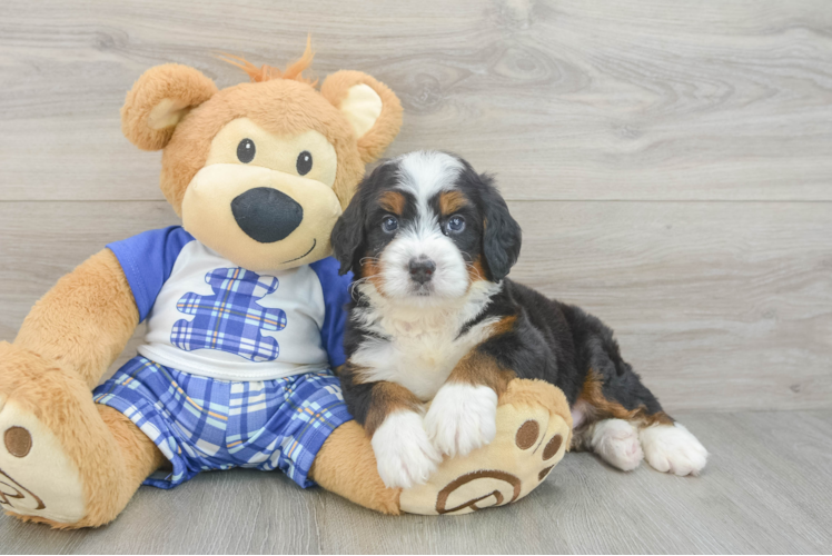 Sweet Mini Bernedoodle Baby