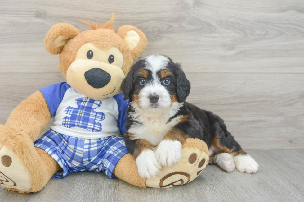 5 week old Mini Bernedoodle Puppy For Sale - Florida Fur Babies