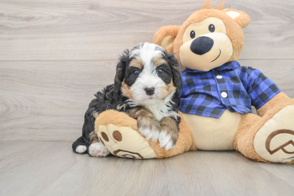 Mini Bernedoodle Pup Being Cute