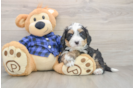 Happy Mini Bernedoodle Baby