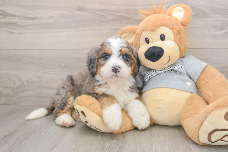 Friendly Mini Bernedoodle Baby