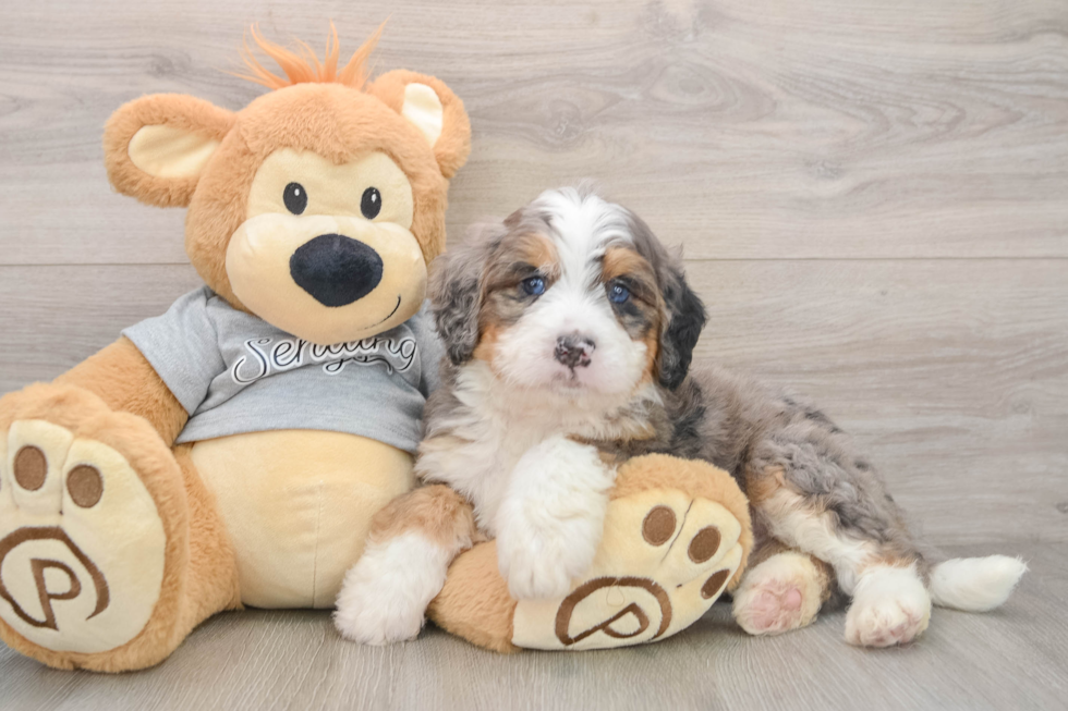 Mini Bernedoodle Pup Being Cute