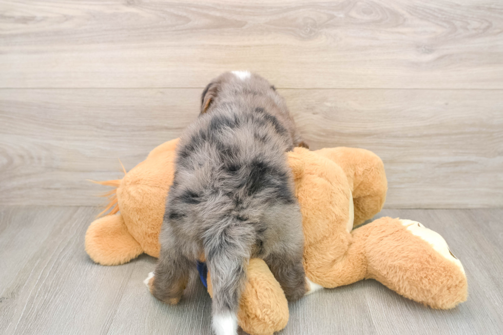 Mini Bernedoodle Puppy for Adoption