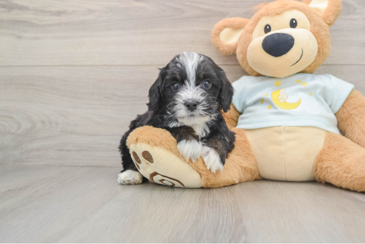 Best Mini Bernedoodle Baby