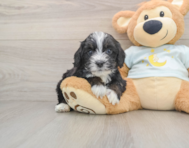 7 week old Mini Bernedoodle Puppy For Sale - Florida Fur Babies