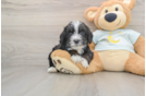 Best Mini Bernedoodle Baby