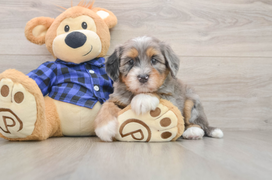Mini Bernedoodle Puppy for Adoption