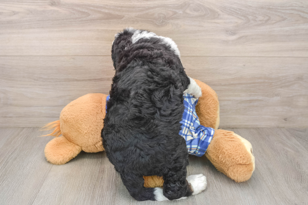 Cute Mini Bernedoodle Baby