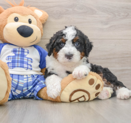 5 week old Mini Bernedoodle Puppy For Sale - Florida Fur Babies