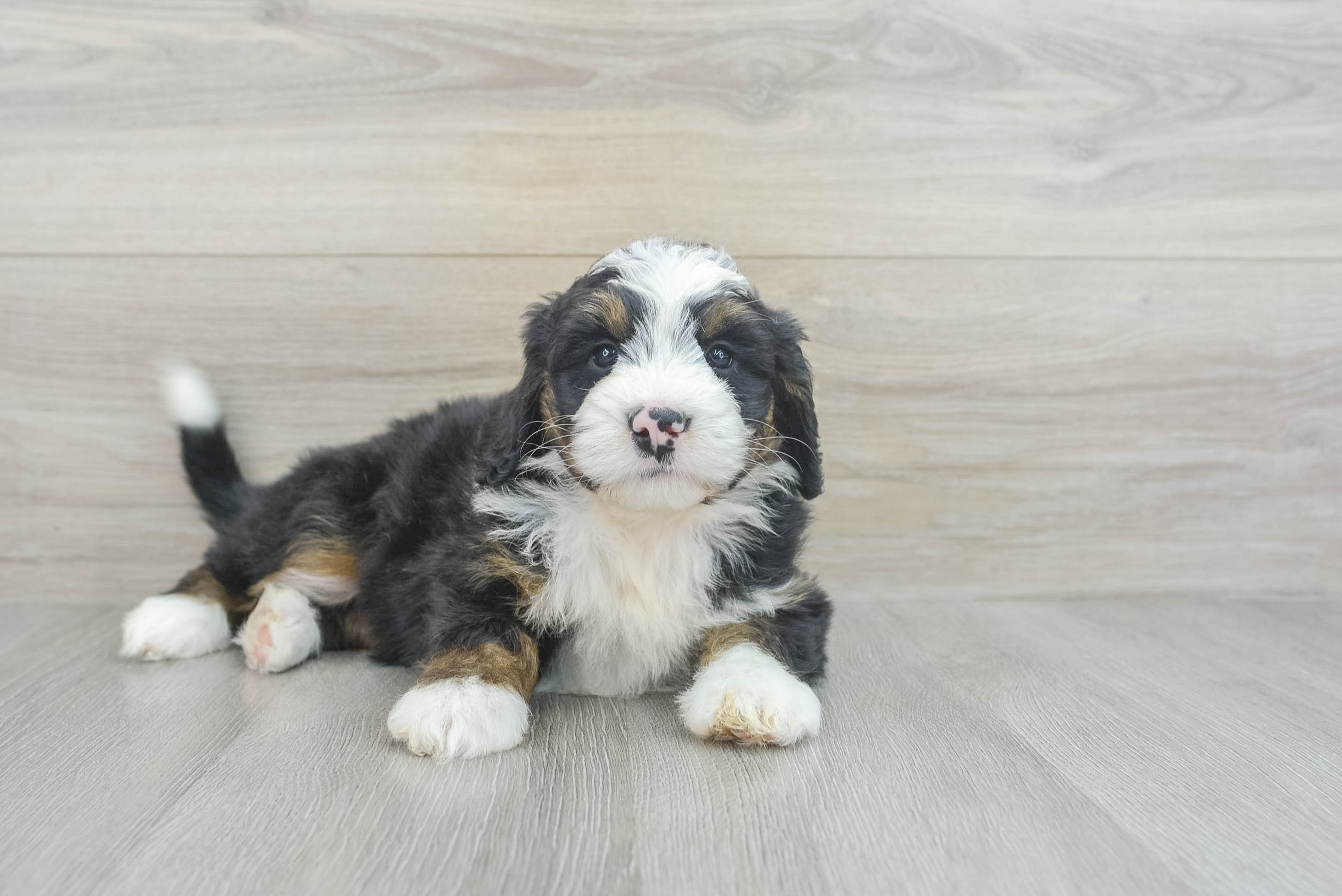 Cute Mini Bernedoodle Kai: 9lb 4oz Doodle Puppy