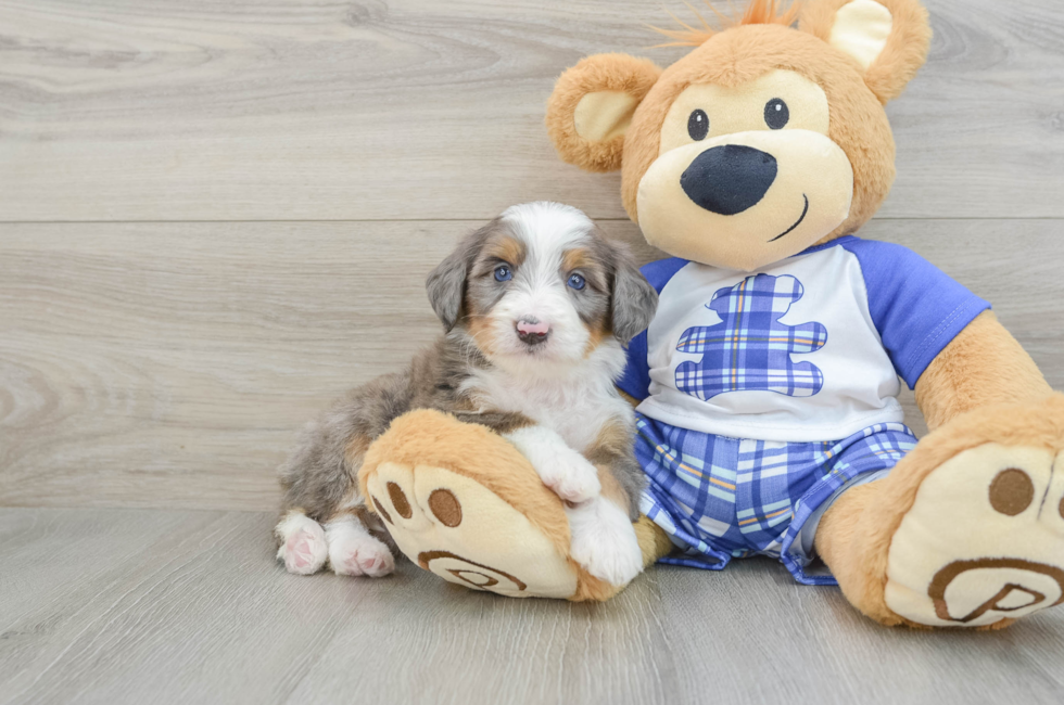 7 week old Mini Bernedoodle Puppy For Sale - Florida Fur Babies