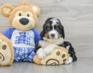 7 week old Mini Bernedoodle Puppy For Sale - Florida Fur Babies