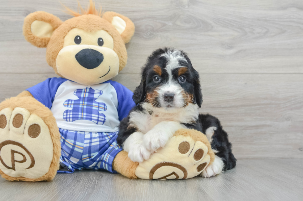 6 week old Mini Bernedoodle Puppy For Sale - Florida Fur Babies