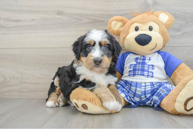 Mini Bernedoodle Pup Being Cute