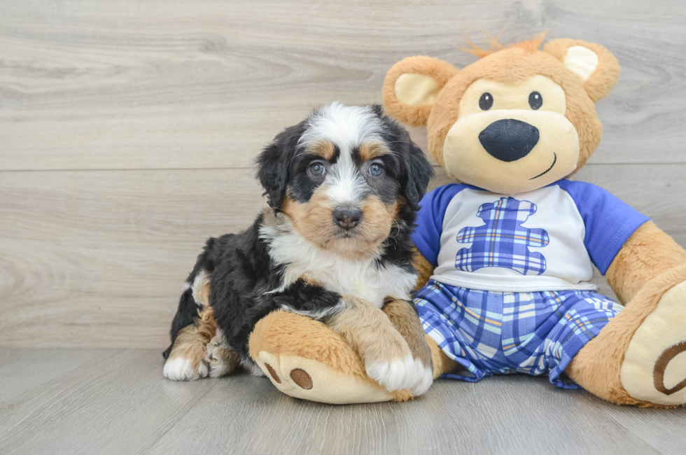 6 week old Mini Bernedoodle Puppy For Sale - Florida Fur Babies