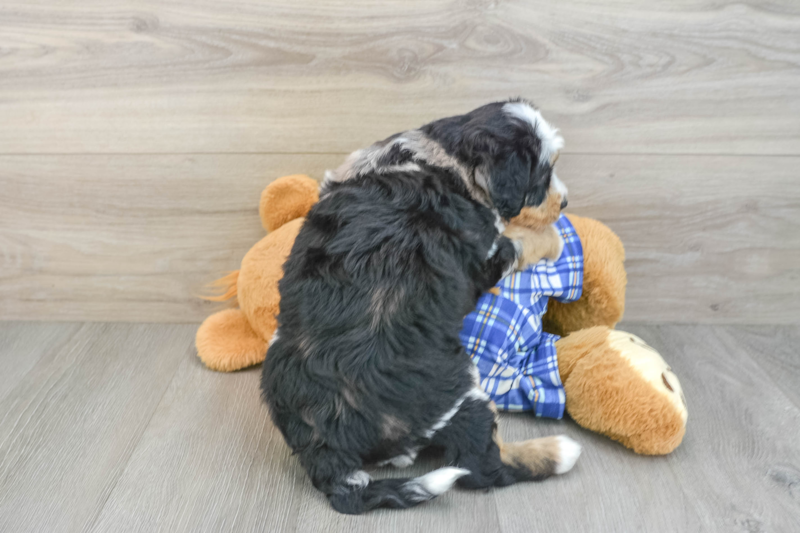 Meet Keepsake - our Mini Bernedoodle Puppy Photo 2/3 - Florida Fur Babies