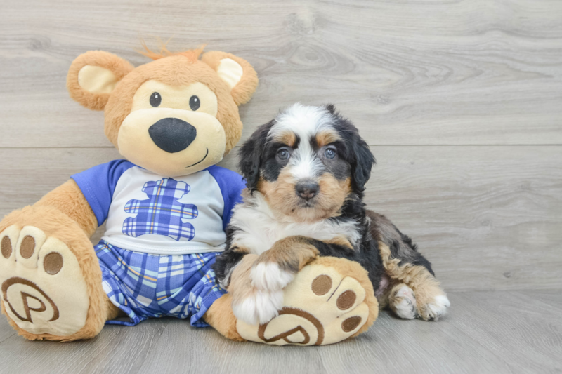 Meet Keepsake - our Mini Bernedoodle Puppy Photo 3/3 - Florida Fur Babies
