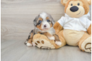 Friendly Mini Bernedoodle Baby