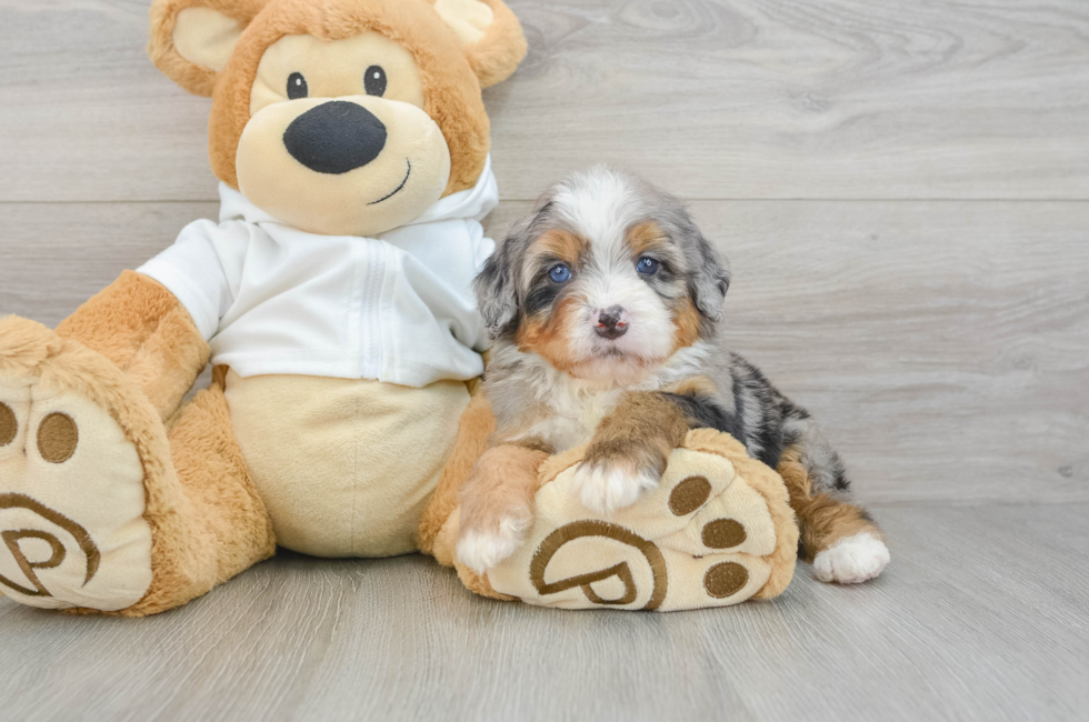 5 week old Mini Bernedoodle Puppy For Sale - Florida Fur Babies