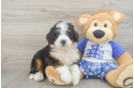 Funny Mini Bernedoodle Poodle Mix Pup
