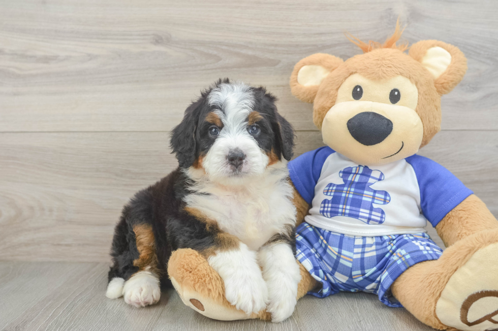 Funny Mini Bernedoodle Poodle Mix Pup