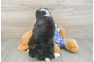 Energetic Mini Bernesedoodle Poodle Mix Puppy